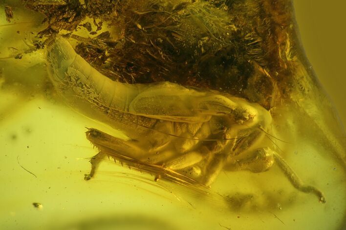 Detailed Fossil Cicada Larva (Auchenorrhyncha) In Baltic Amber #207523